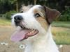 Parson russell terrier Ally
