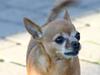 Chihuahua Bia