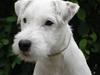 Parson russell terrier Maggie.