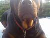 Rottweiler Emma