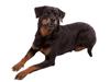 Rottweiler Bella [ Himmelhund]