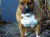 Amerikansk staffordshire terrier hansen
