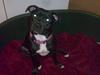 Staffordshire bull terrier Buffy