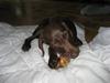Blanding af racer Bella