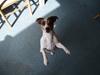 Jack russell terrier yorkie