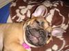 Fransk bulldog Lui Aimeé Asti [ Himmelhund]