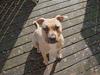 Amerikansk staffordshire terrier Bachi