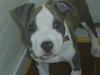 Amerikansk staffordshire terrier Spike