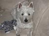 West highland white terrier Frida