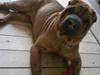 Shar pei R.I.P :'( Chubby 