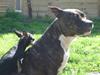 Amerikansk staffordshire terrier Gizmo Amerikansk staffordshire terrier Gizmo