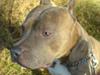Amerikansk staffordshire terrier Gismo