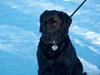 Labrador retriever Tilde
