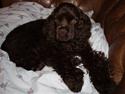 Amerikansk cocker spaniel Karla