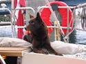 Australsk kelpie Dingo