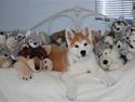 Akita inu Silver