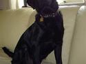 Labrador retriever Boss