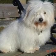 Coton de tulear Djanco