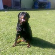 Rottweiler ronja