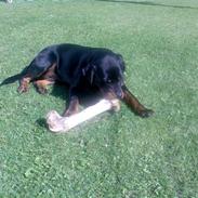 Rottweiler ronja