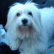 Coton de tulear Djanco