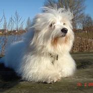 Coton de tulear Djanco