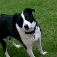 Border collie Jessie