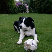 Border collie Jessie