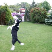 Border collie Jessie