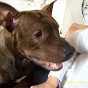 Staffordshire bull terrier Chilli