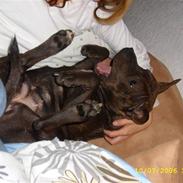 Staffordshire bull terrier Chilli