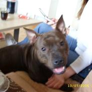 Staffordshire bull terrier Chilli