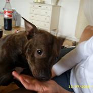 Staffordshire bull terrier Chilli
