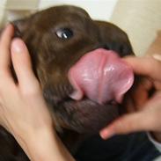 Staffordshire bull terrier Chilli