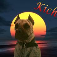 Dogo canario Kicha