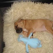 Amerikansk staffordshire terrier ''Sheela''