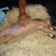 Amerikansk staffordshire terrier ''Sheela''