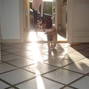 Amerikansk staffordshire terrier ''Sheela''