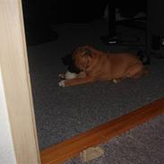 Amerikansk staffordshire terrier ''Sheela''