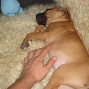 Amerikansk staffordshire terrier ''Sheela''