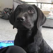 Labrador retriever Dooley