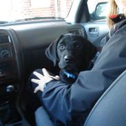 Labrador retriever Dooley