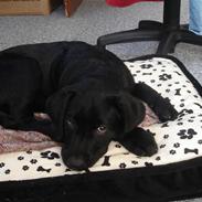 Labrador retriever Dooley