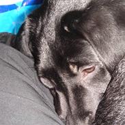 Labrador retriever Dooley