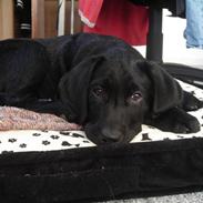 Labrador retriever Dooley