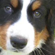 Berner sennenhund BonZo