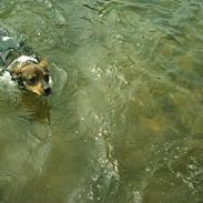 Dansk svensk gaardhund Vagn