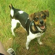 Dansk svensk gaardhund Vagn