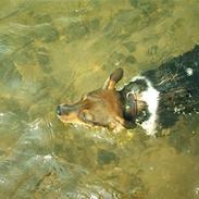 Dansk svensk gaardhund Vagn