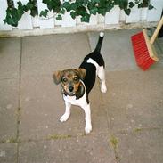 Dansk svensk gaardhund Vagn